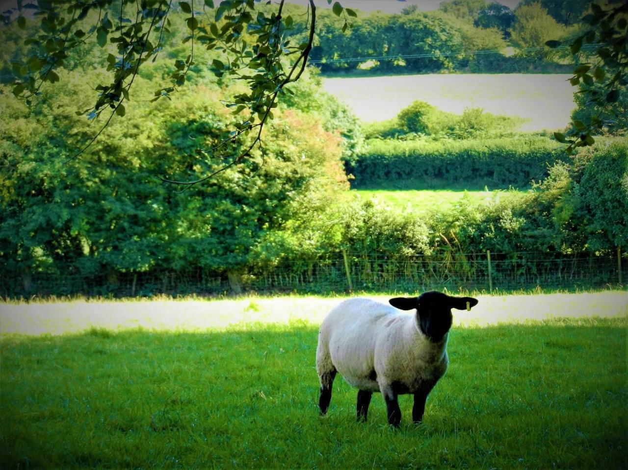 Ffynnon Fendigaid Bed And Breakfast Aberporth Bagian luar foto